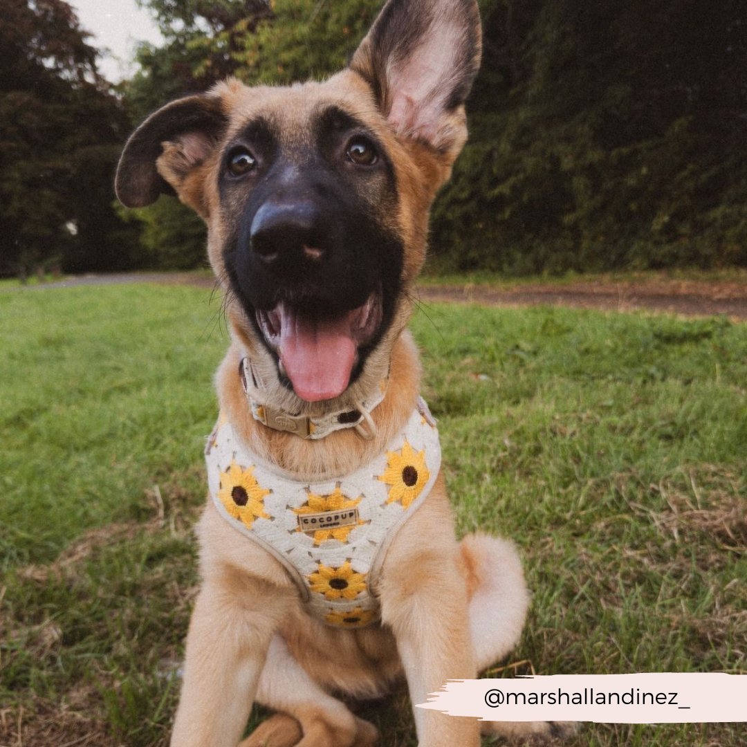 Cocopup London - Sunflower Patch Adjustable Neck Harness