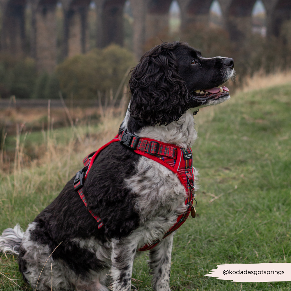 Cocopup London - Explore Harness - Tartan