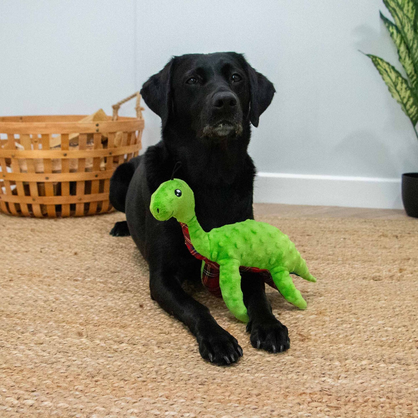 Ancol Pet Products Ltd - Playtime for Dogs Cuddle Lottie Loch Ness Monster