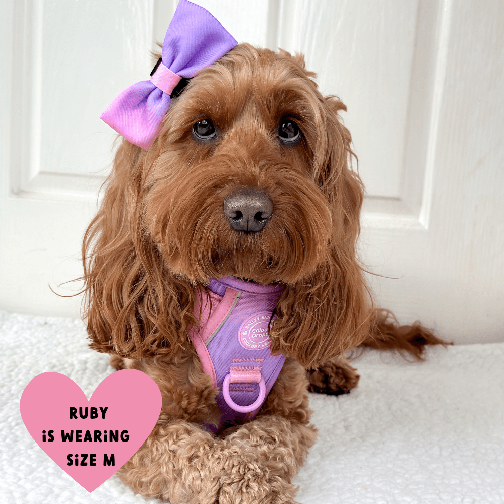 Bailey and Coco - Trail & Glow Dog Harness - COLOUR DROPS® - Love that for you