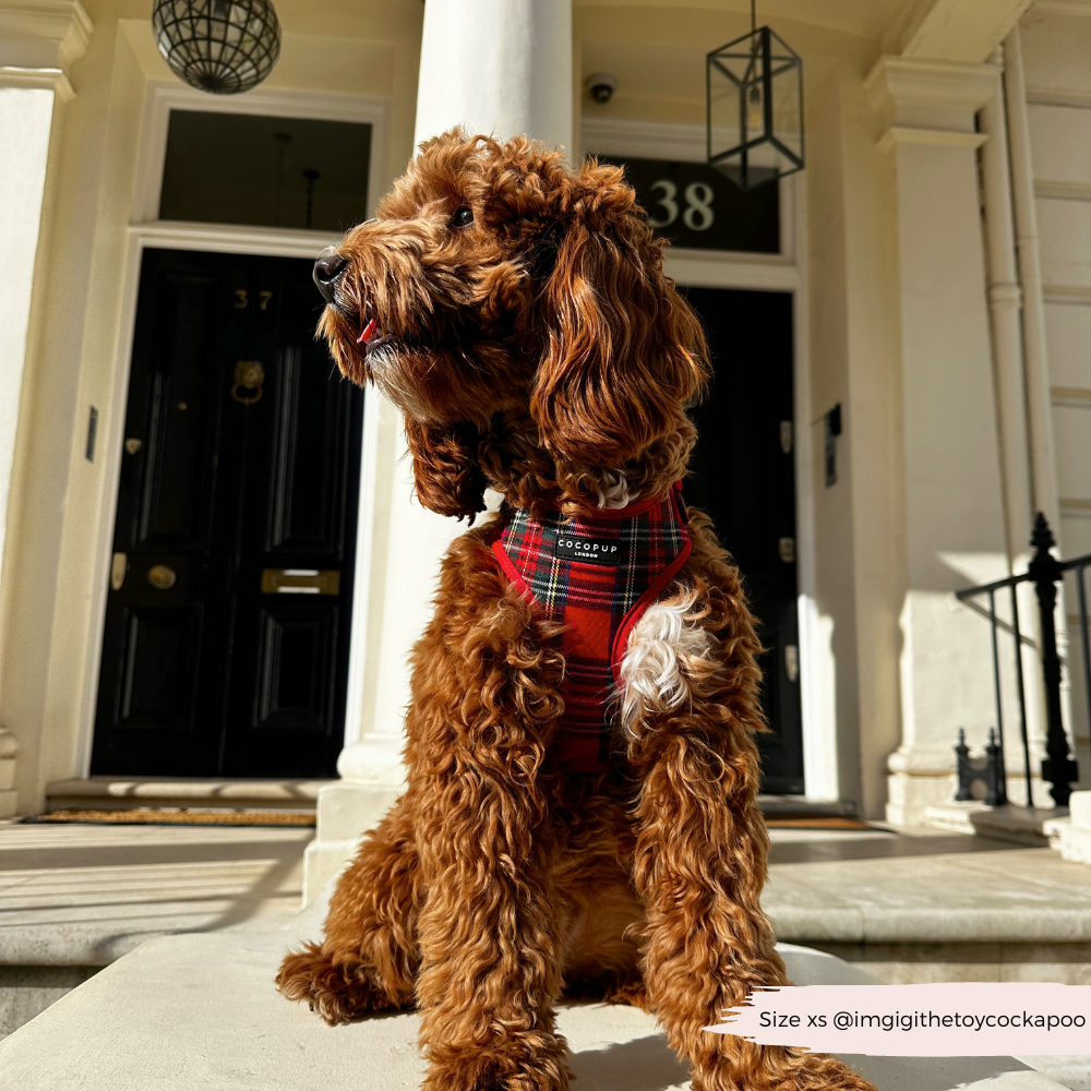 Cocopup London - Tartan Adjustable Neck HARNESS