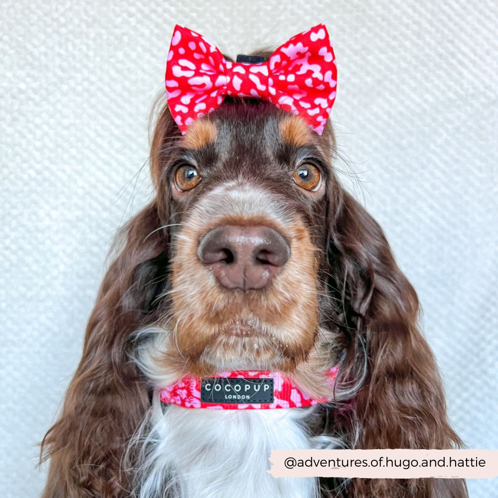Cocopup London - Red & Pink Leopard Collar