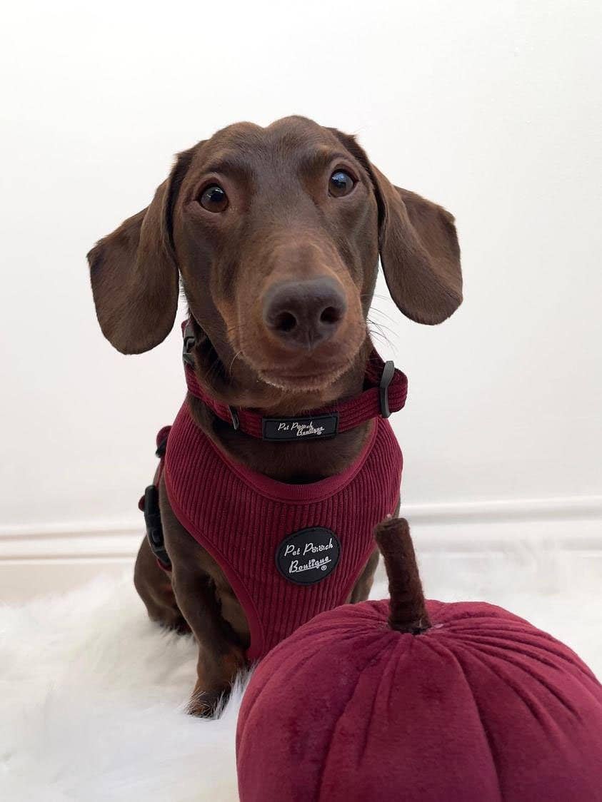Pet Pooch Boutique - Burgundy Red Cord Collar
