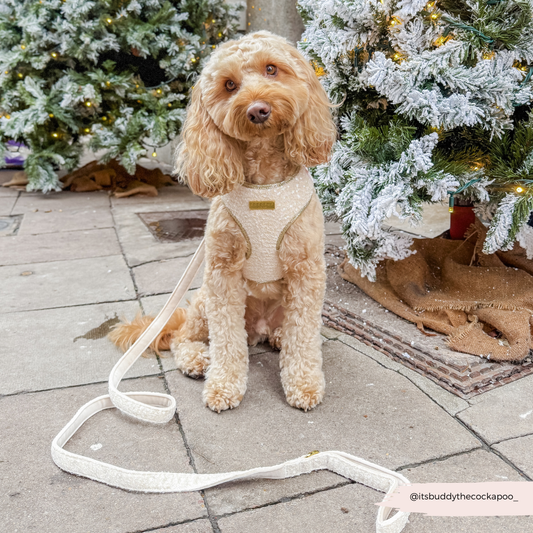 Cocopup London - Sparkle Season Gold Lead