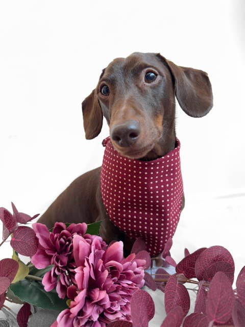 Pet Pooch Boutique - Olde English Red Polka Dot Dog Bandana (classic) - Handmade