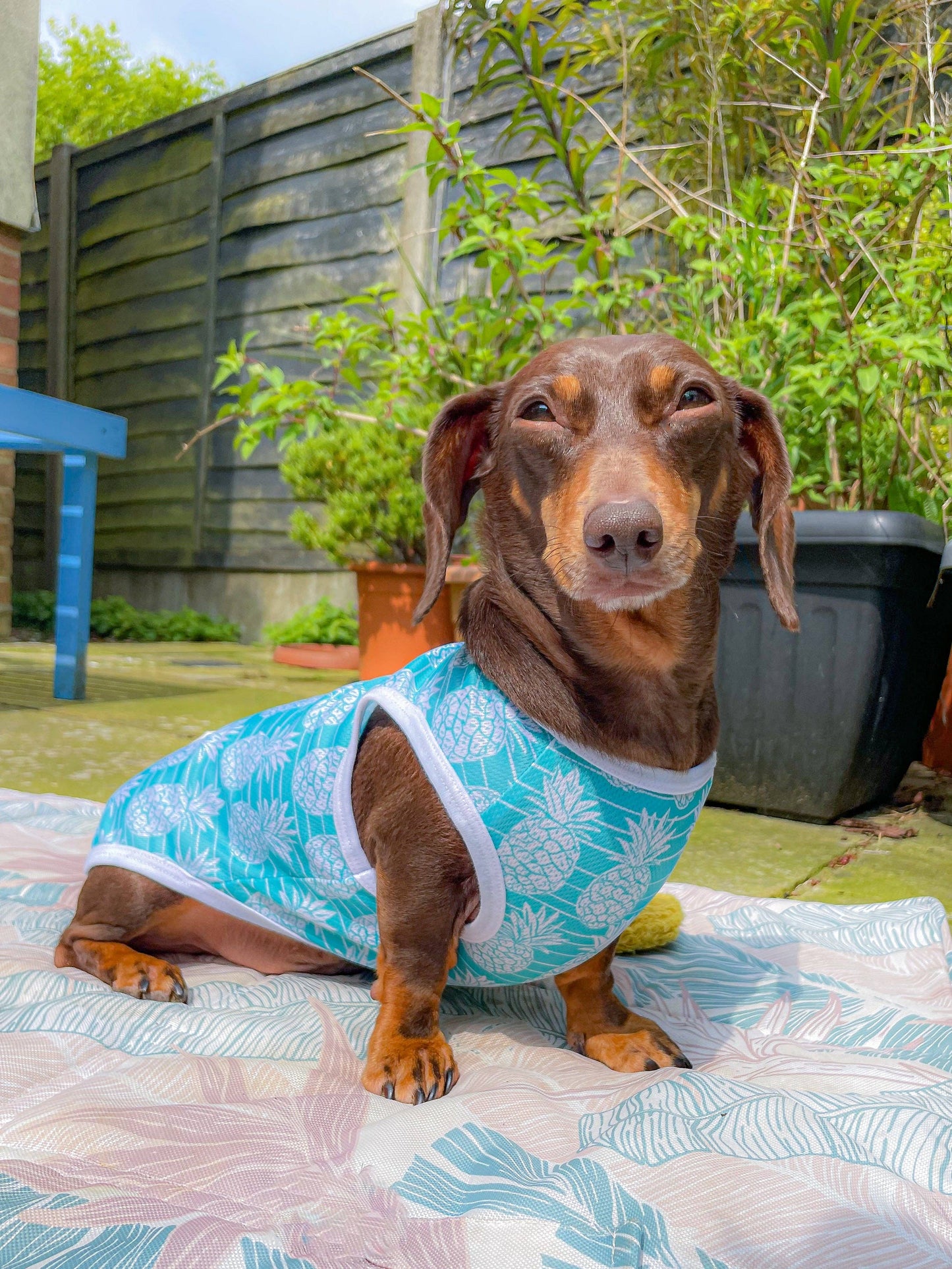 The Paw Print Boutique - The Pineapple Pawty Cooling Vest