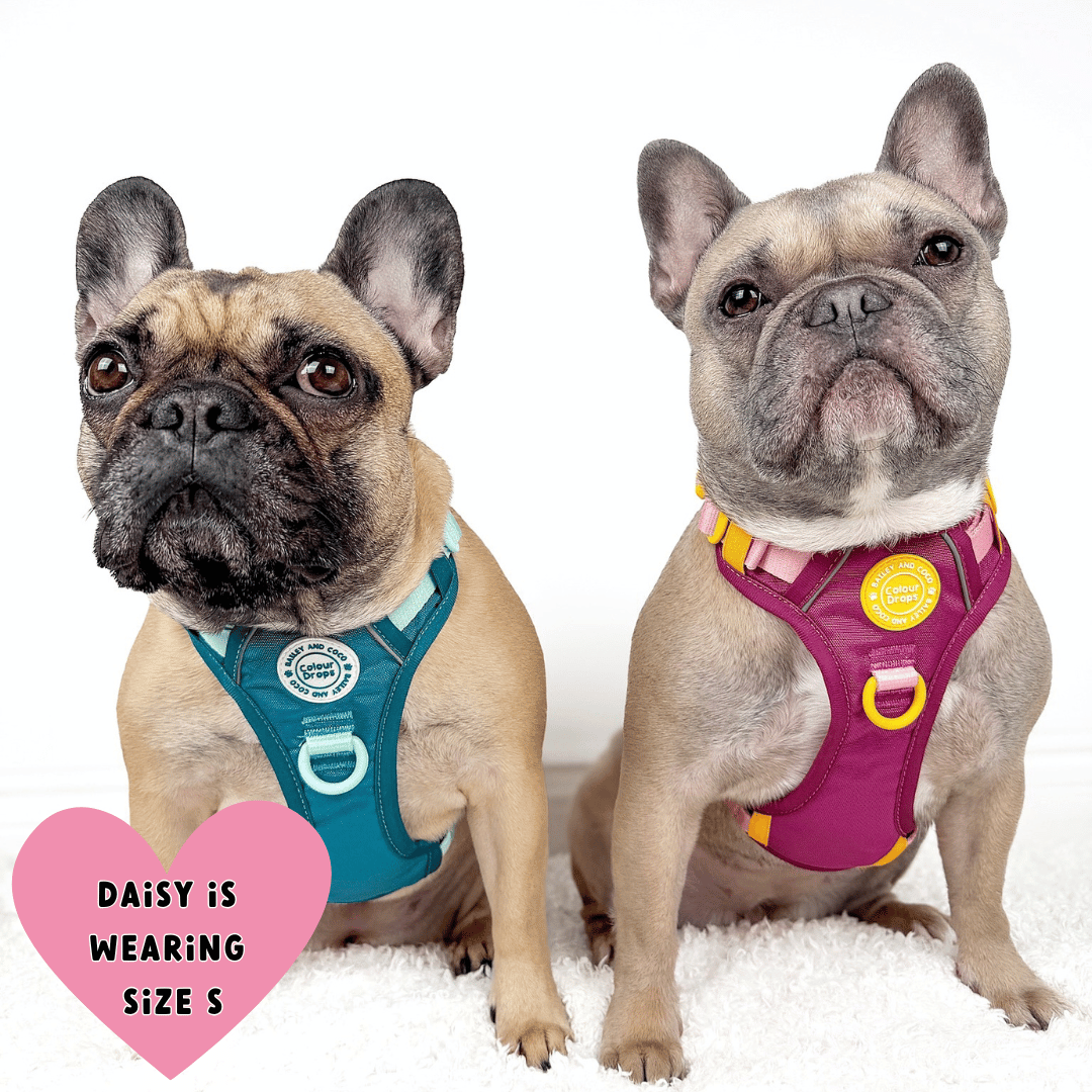 Bailey and Coco - Trail & Glow Dog Harness - COLOUR DROPS® - Ice Teal