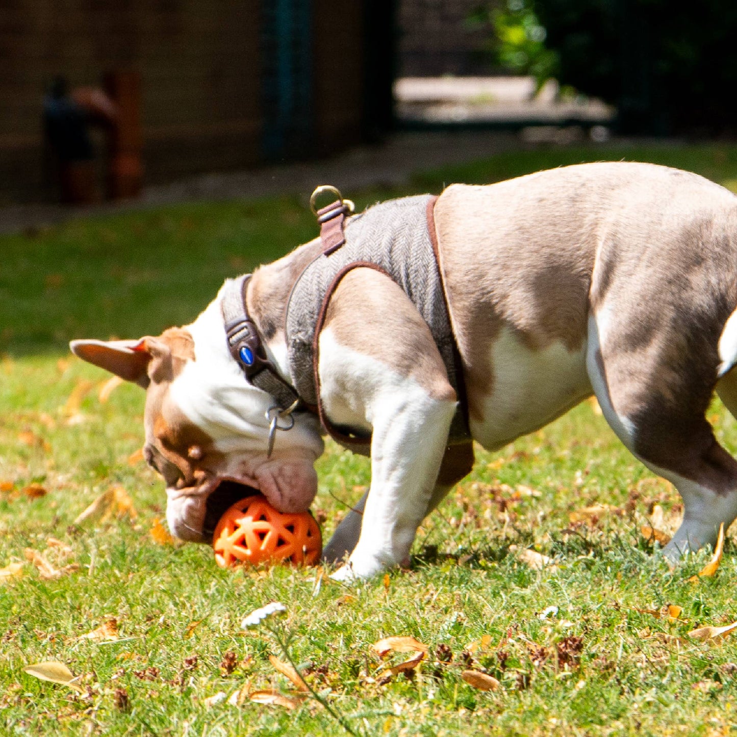 Ancol Pet Products Ltd - Extreme Floating Ball