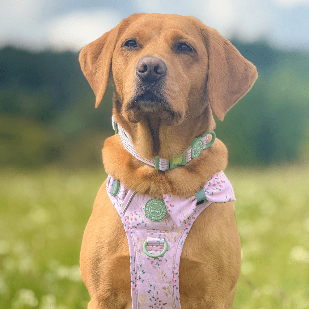 Bailey and Coco - Trail & Glow Dog Harness - COLOUR DROPS® - Pick Me