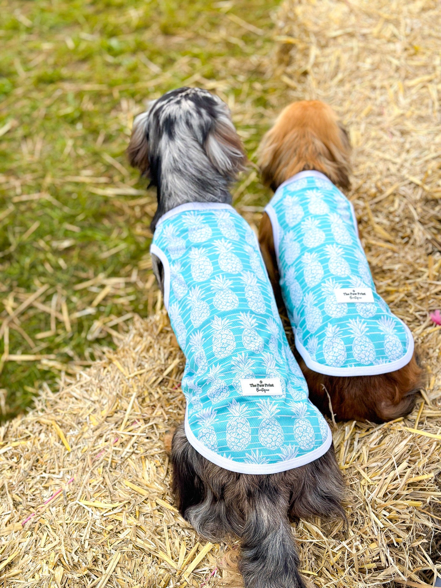 The Paw Print Boutique - The Pineapple Pawty Cooling Vest