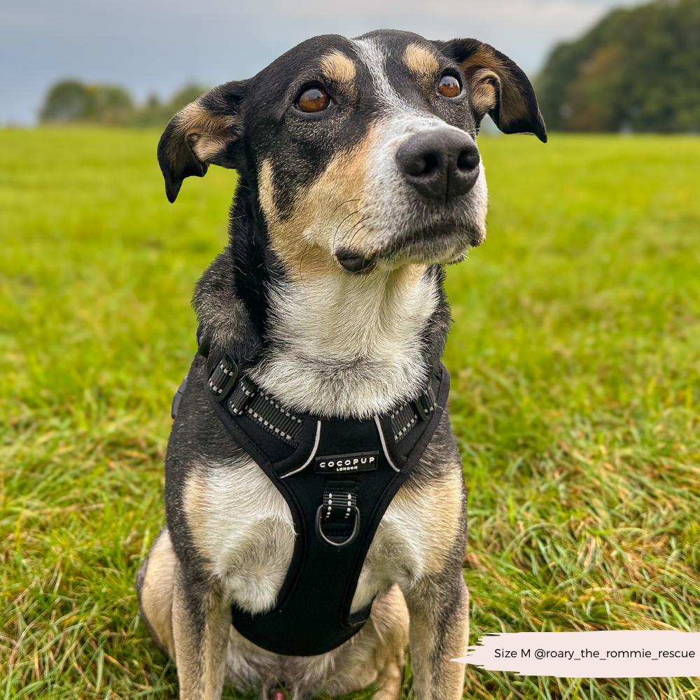 Cocopup London - Explore Harness - NAKD Liquorice