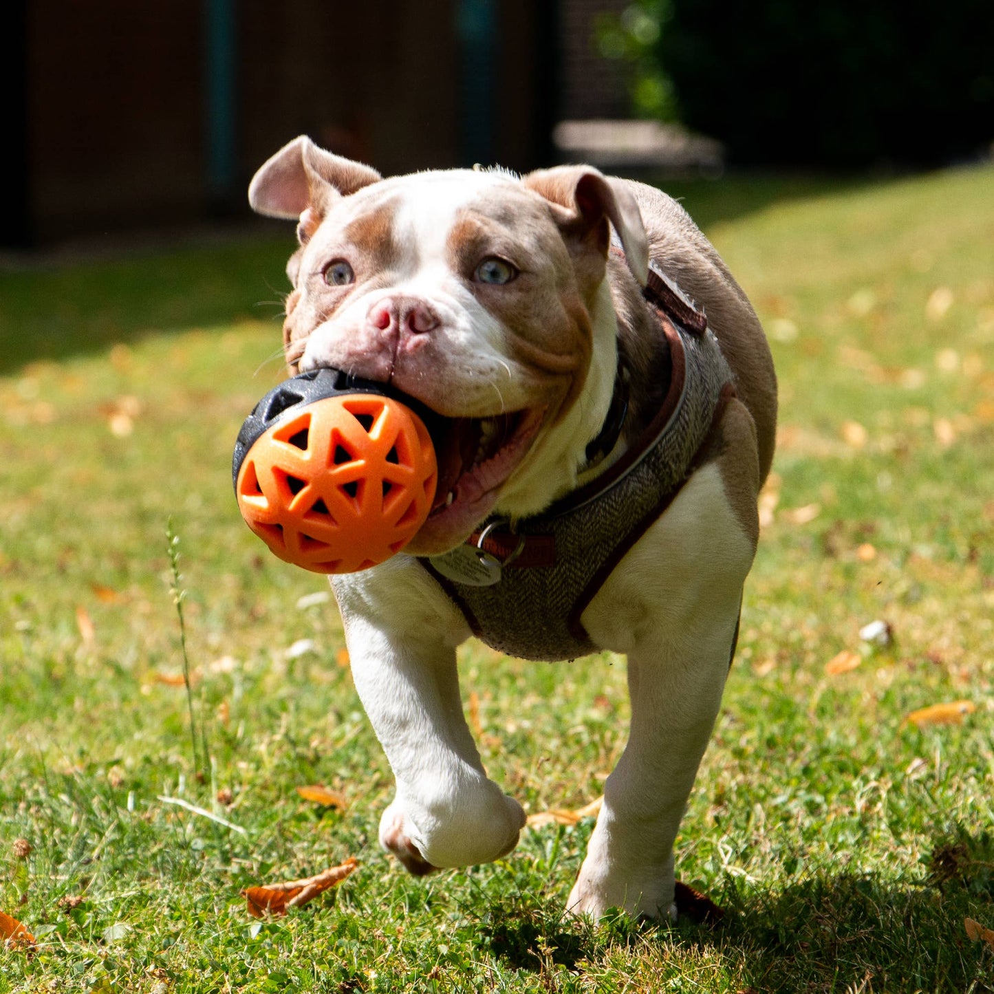 Ancol Pet Products Ltd - Extreme Floating Ball