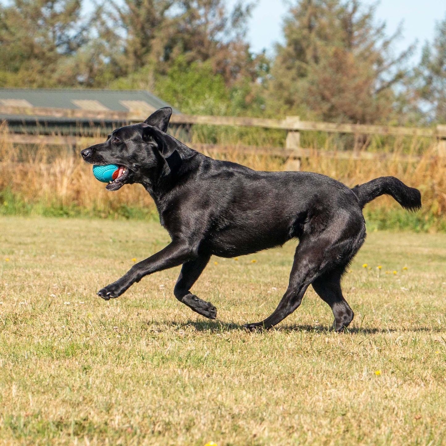 Ancol Pet Products Ltd - Play Time for Dogs Chase Tough Rubber Ball