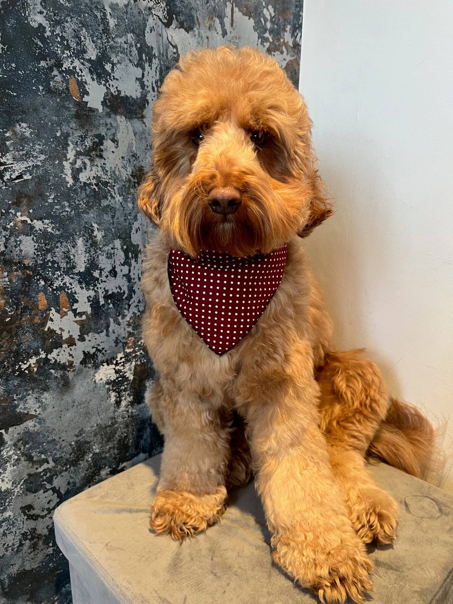 Pet Pooch Boutique - Olde English Red Polka Dot Dog Bandana (classic) - Handmade