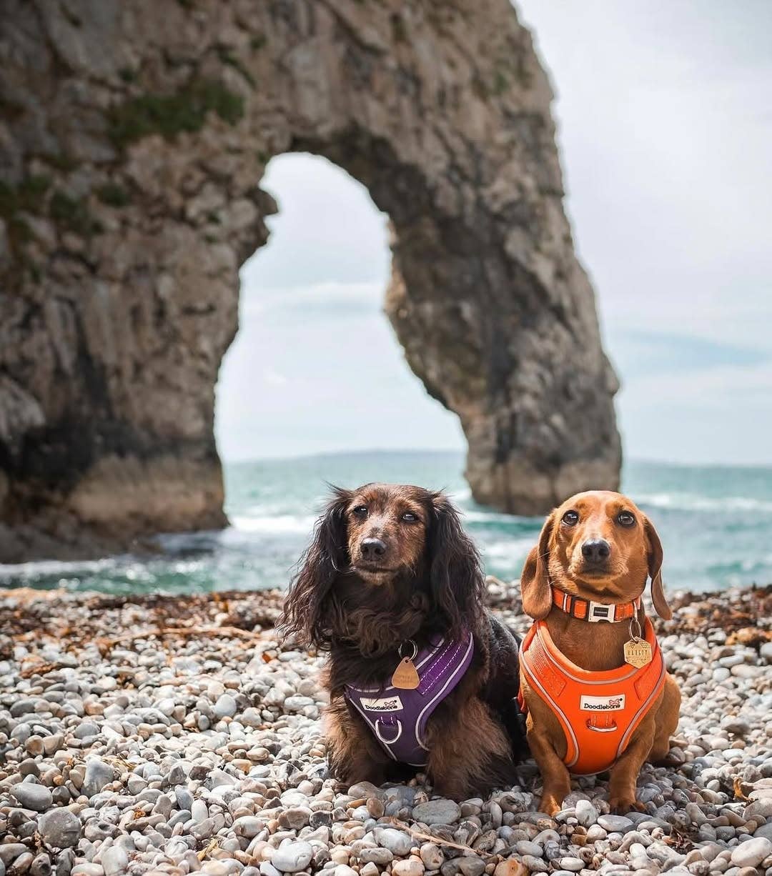 Doodlebone - Adjustable Airmesh Dog Harness