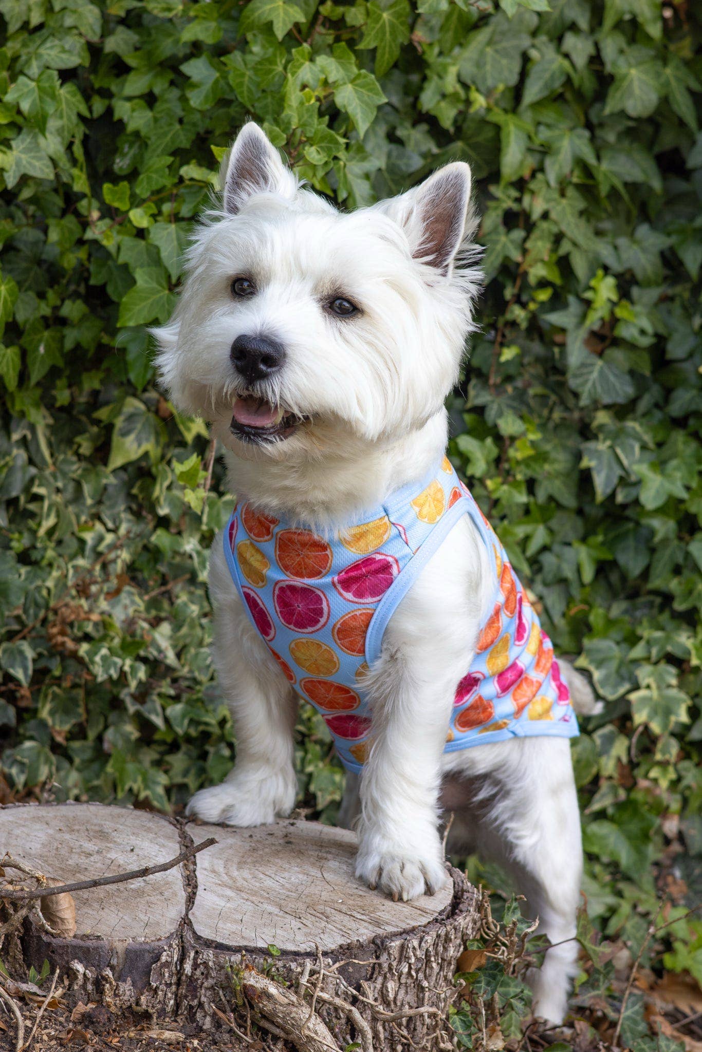 The Paw Print Boutique - Squeeze the Day Cooling Vest