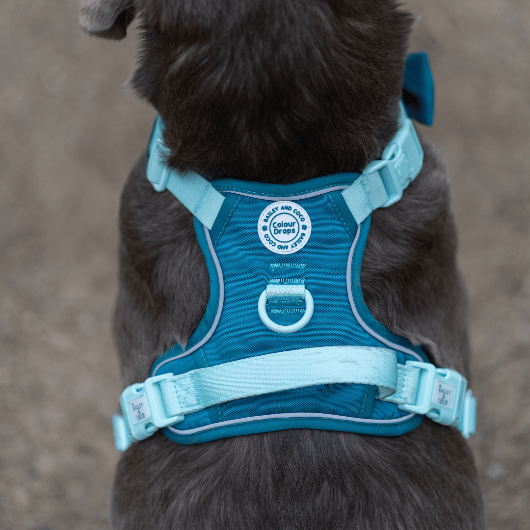 Bailey and Coco - Trail & Glow Dog Harness - COLOUR DROPS® - Ice Teal