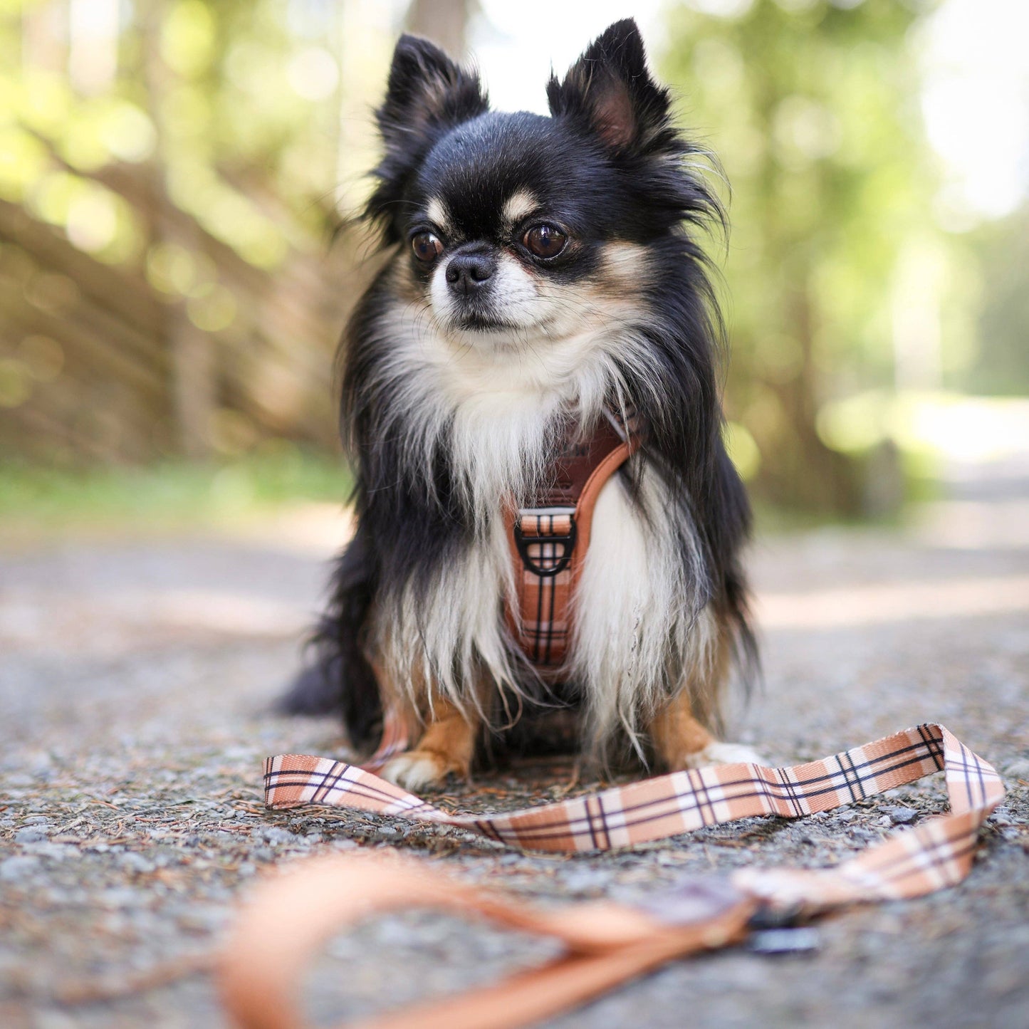 The aDoraBle Pooch Company - Heritage Dog Lead - Butterscotch Biscuit