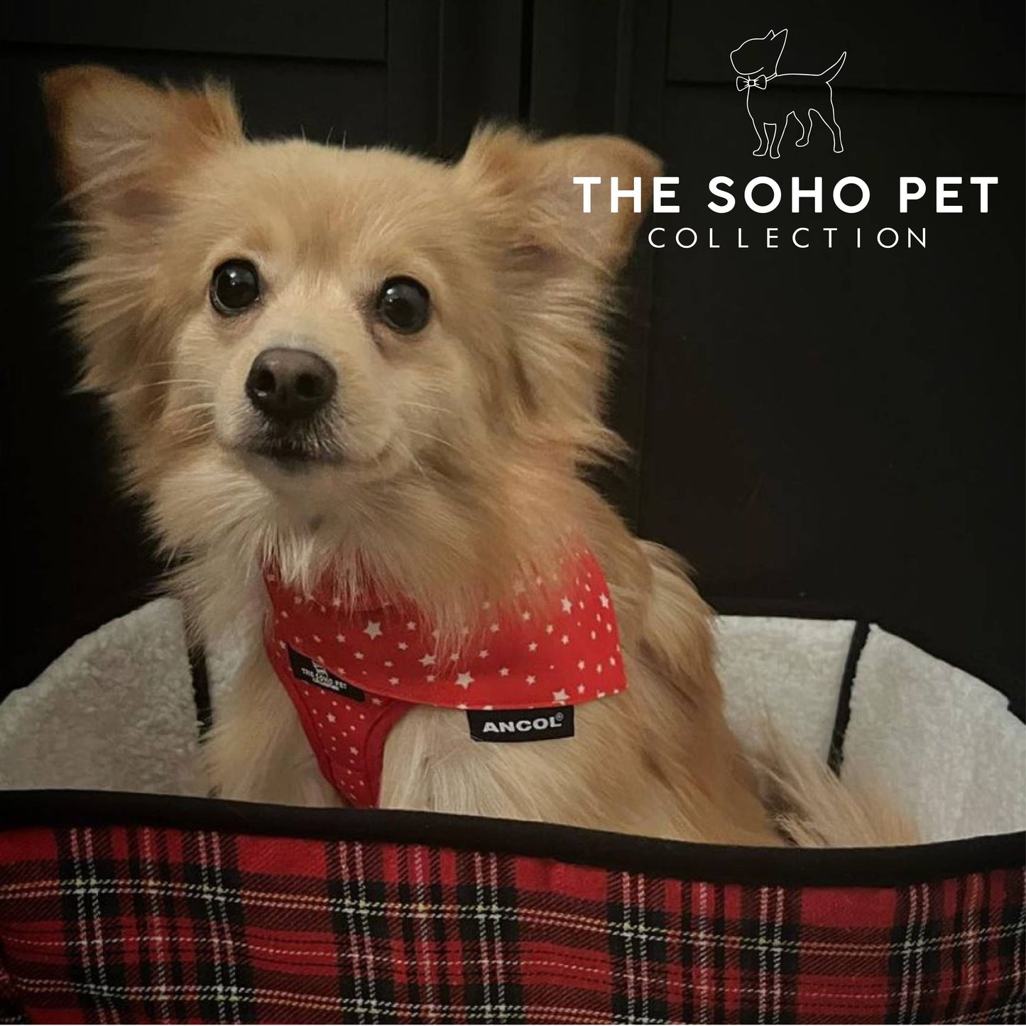 Ancol Pet Products Ltd - Soho Collection Patterned Bandana- Tartan/ Star