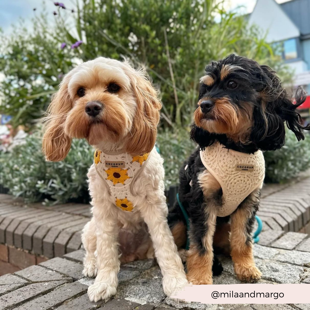 Cocopup London - Sunflower Patch Adjustable Neck Harness