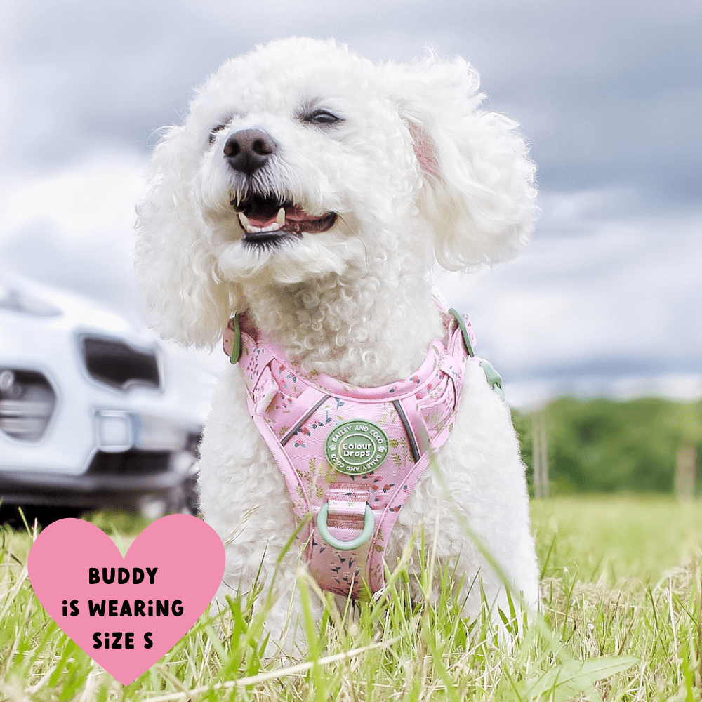 Bailey and Coco - Trail & Glow Dog Harness - COLOUR DROPS® - Pick Me