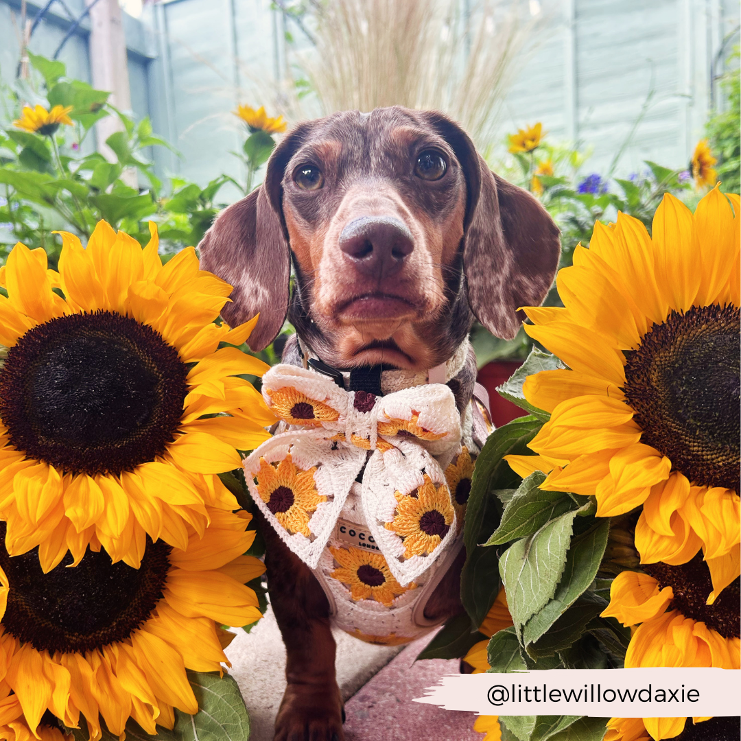 Cocopup London - Sunflower Patch Adjustable Neck Harness