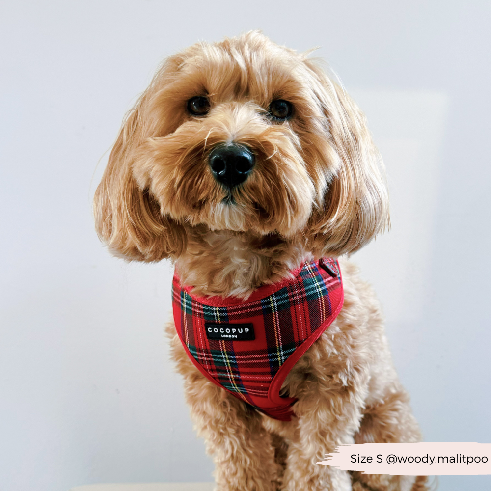 Cocopup London - Tartan Adjustable Neck HARNESS