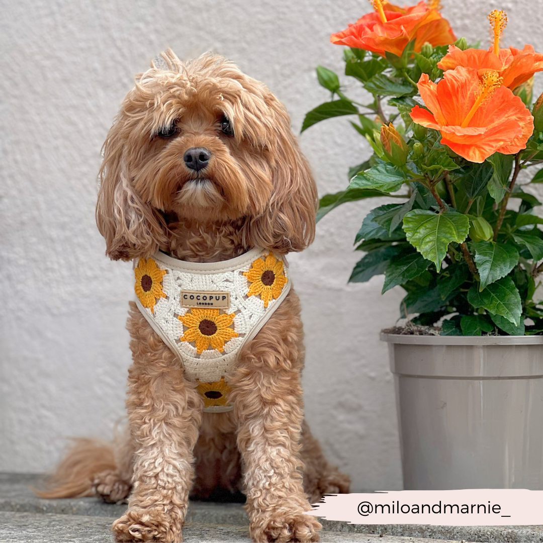 Cocopup London - Sunflower Patch Adjustable Neck Harness