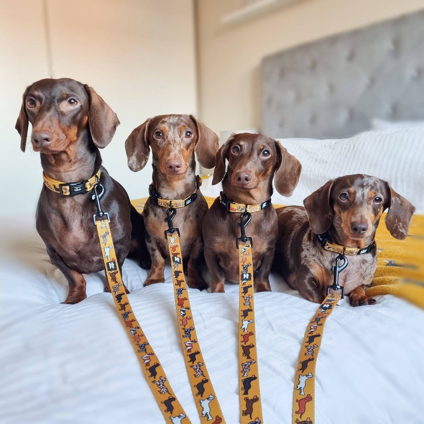 The aDoraBle Pooch Company - Dog Lead - Dashing Dachshunds