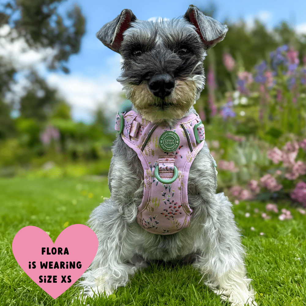 Bailey and Coco - Trail & Glow Dog Harness - COLOUR DROPS® - Pick Me