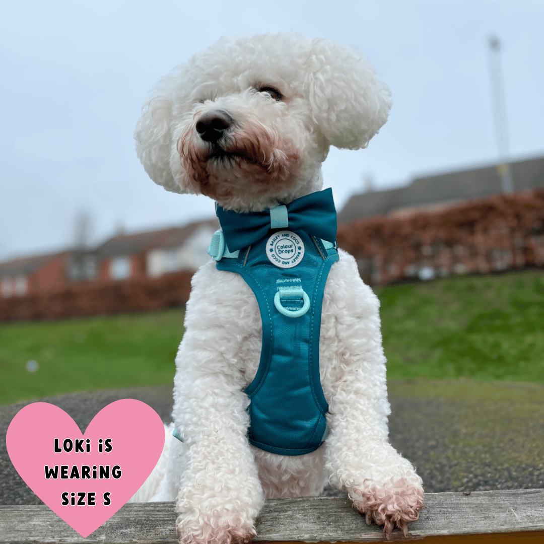 Bailey and Coco - Trail & Glow Dog Harness - COLOUR DROPS® - Ice Teal