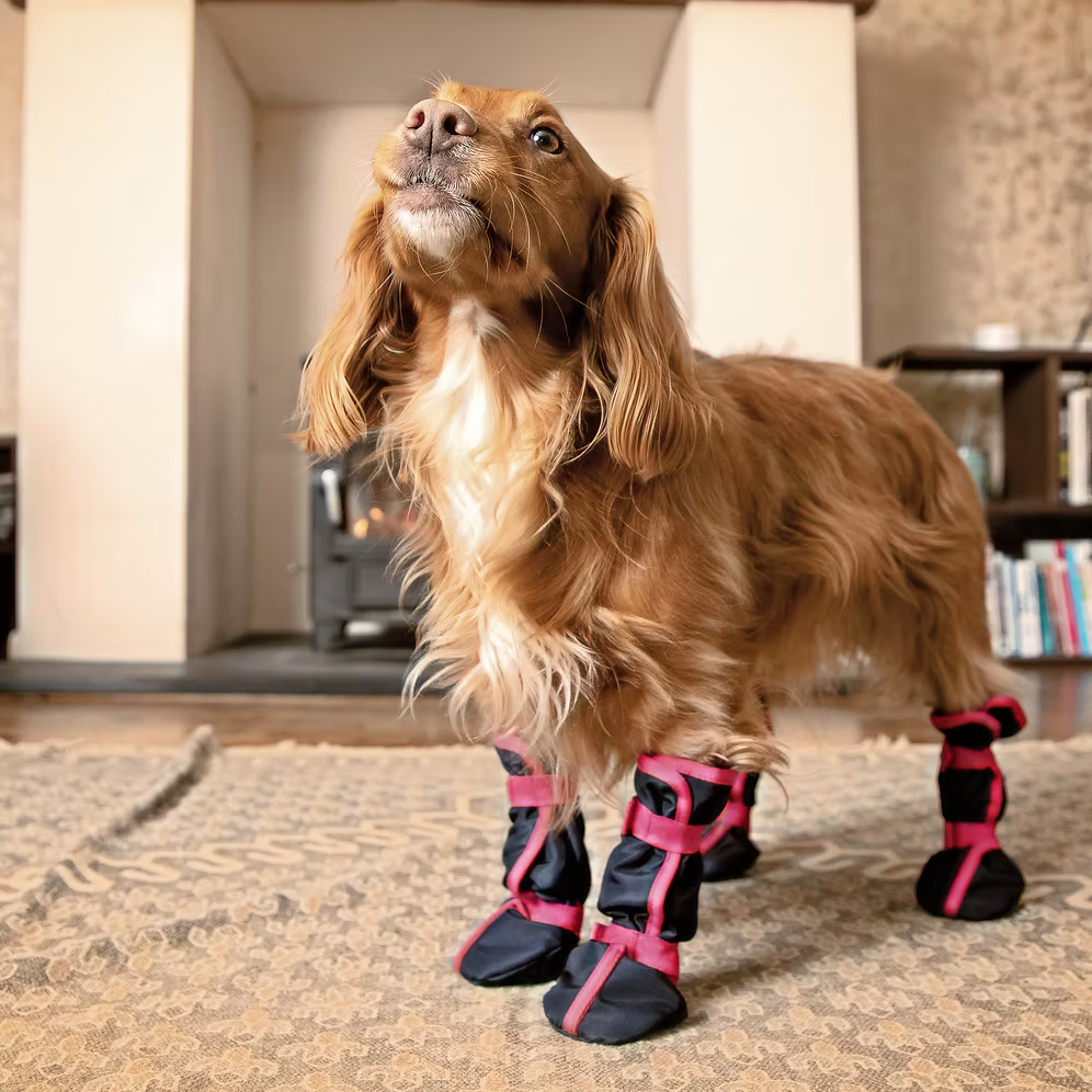 Delphi Dog Drying Sock