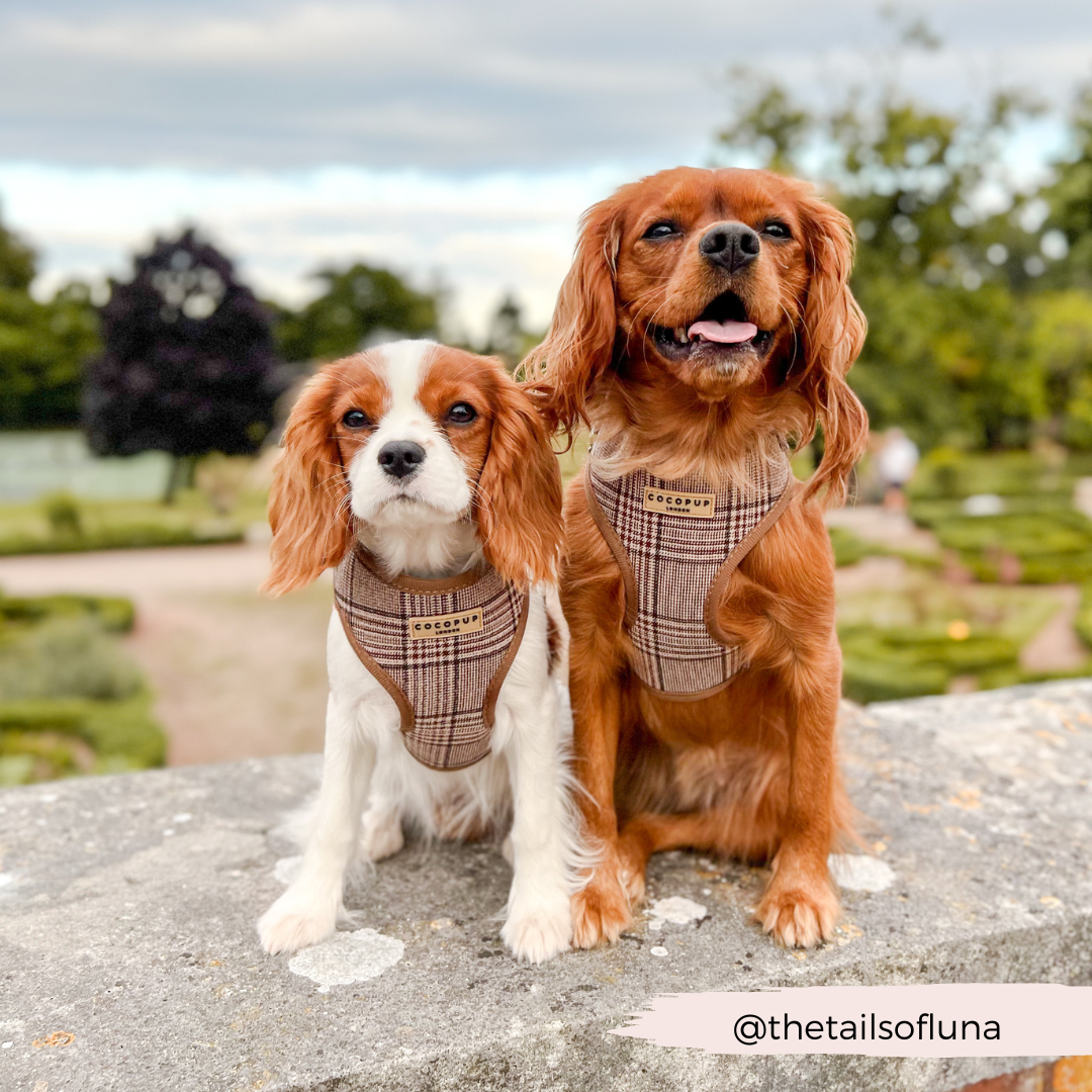 Cocopup London - Pup Plaid Adjustable Neck Harness
