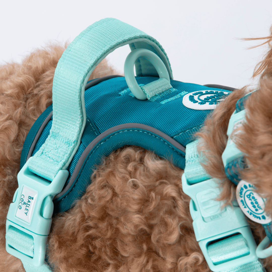 Bailey and Coco - Trail & Glow Dog Harness - COLOUR DROPS® - Ice Teal