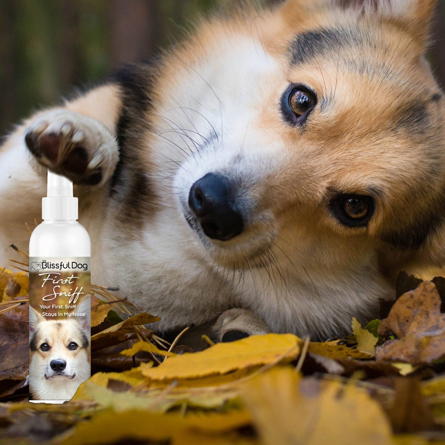 First Sniff Dog Cologne First Sniff Stays on Your Mind