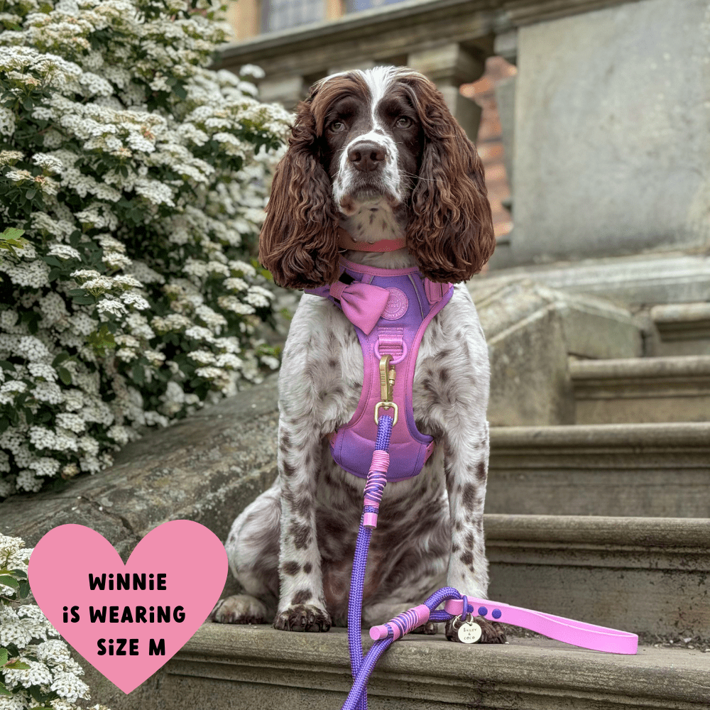 Bailey and Coco - Trail & Glow Dog Harness - COLOUR DROPS® - Love that for you