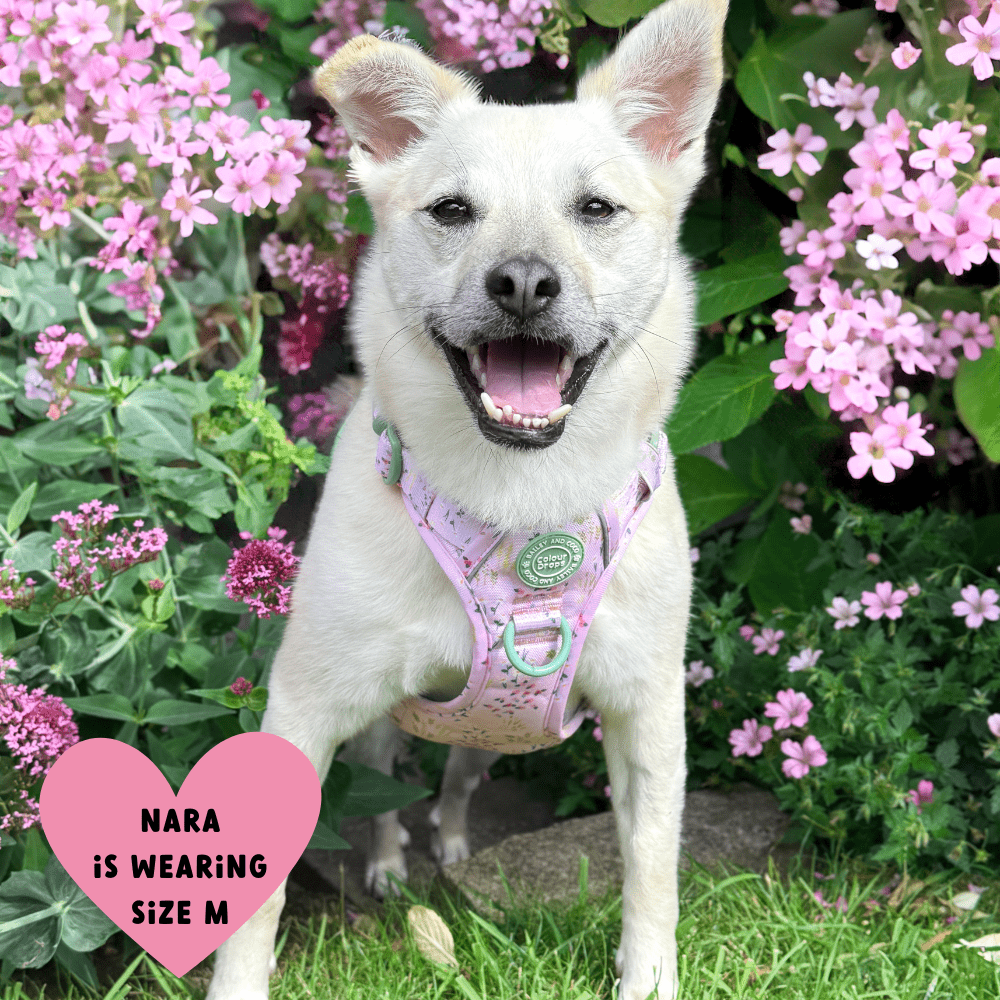 Bailey and Coco - Trail & Glow Dog Harness - COLOUR DROPS® - Pick Me