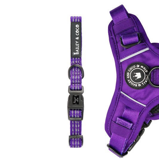 Bailey and Coco - Trail & Glow® Collar - The Royal Purple One