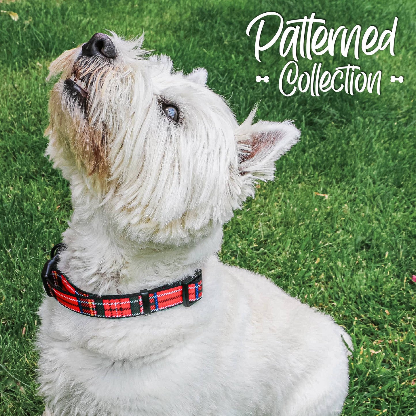 Ancol Pet Products Ltd - Patterned Collection Collar : Tartan