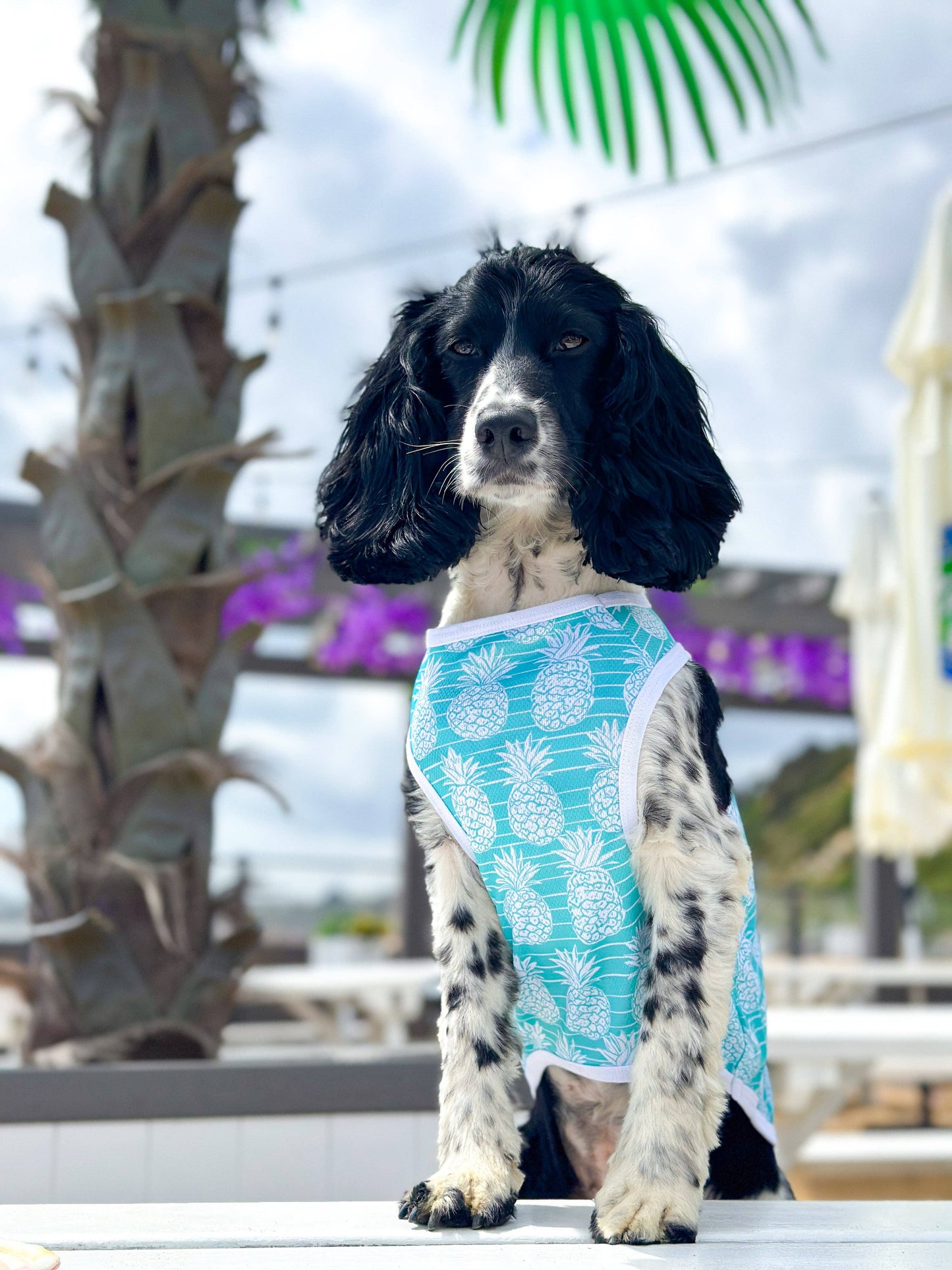 The Paw Print Boutique - The Pineapple Pawty Cooling Vest