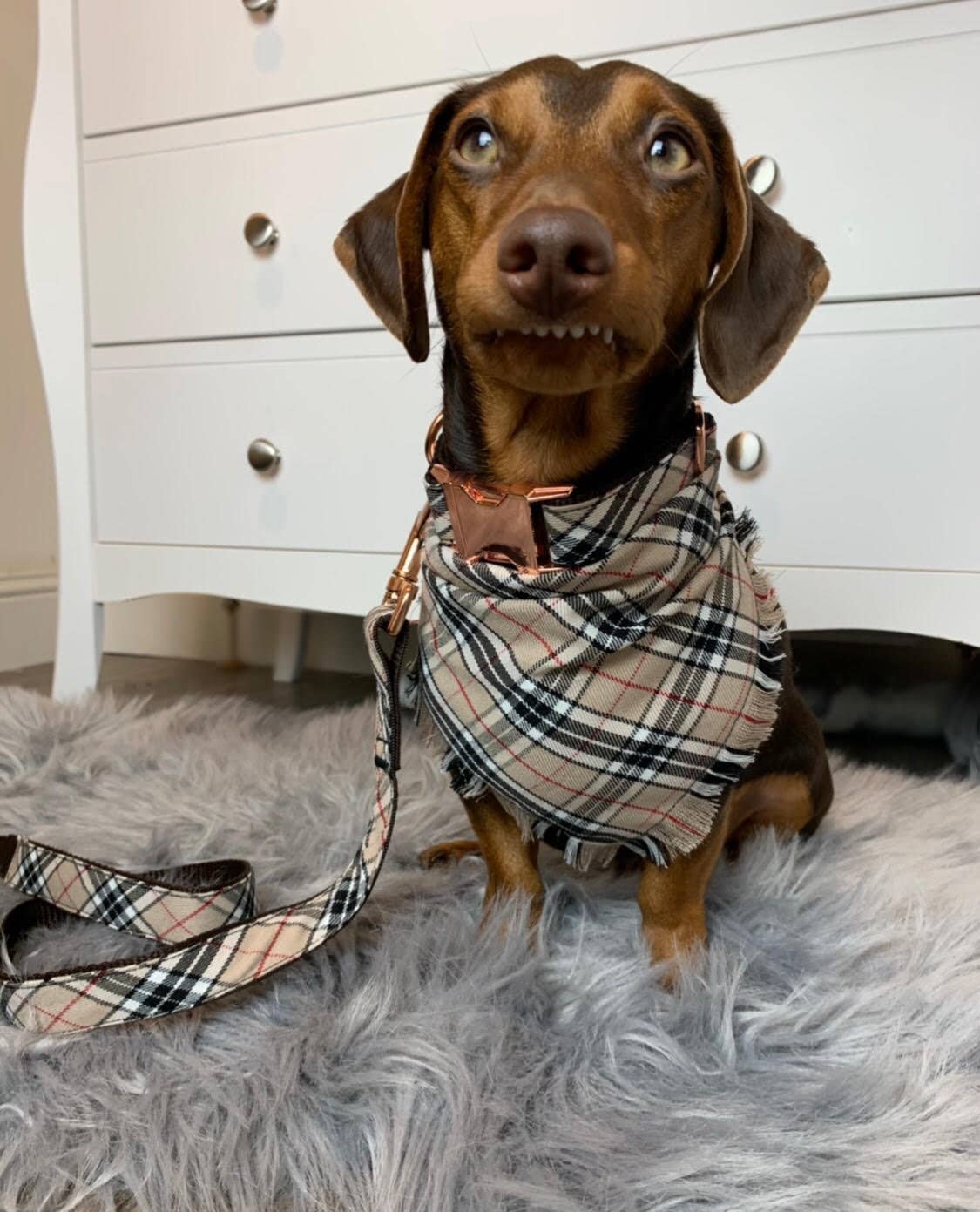 Pet Pooch Boutique - Frayed Barkberry Plaid Check Dog Bandana - Handmade