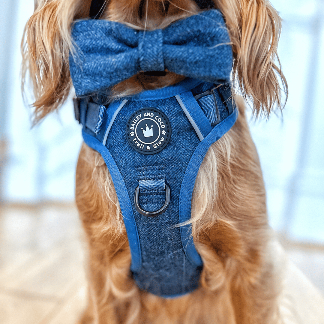 Bailey and Coco - Trail & Glow Tweed Dog Harness - Sapphire Tweed