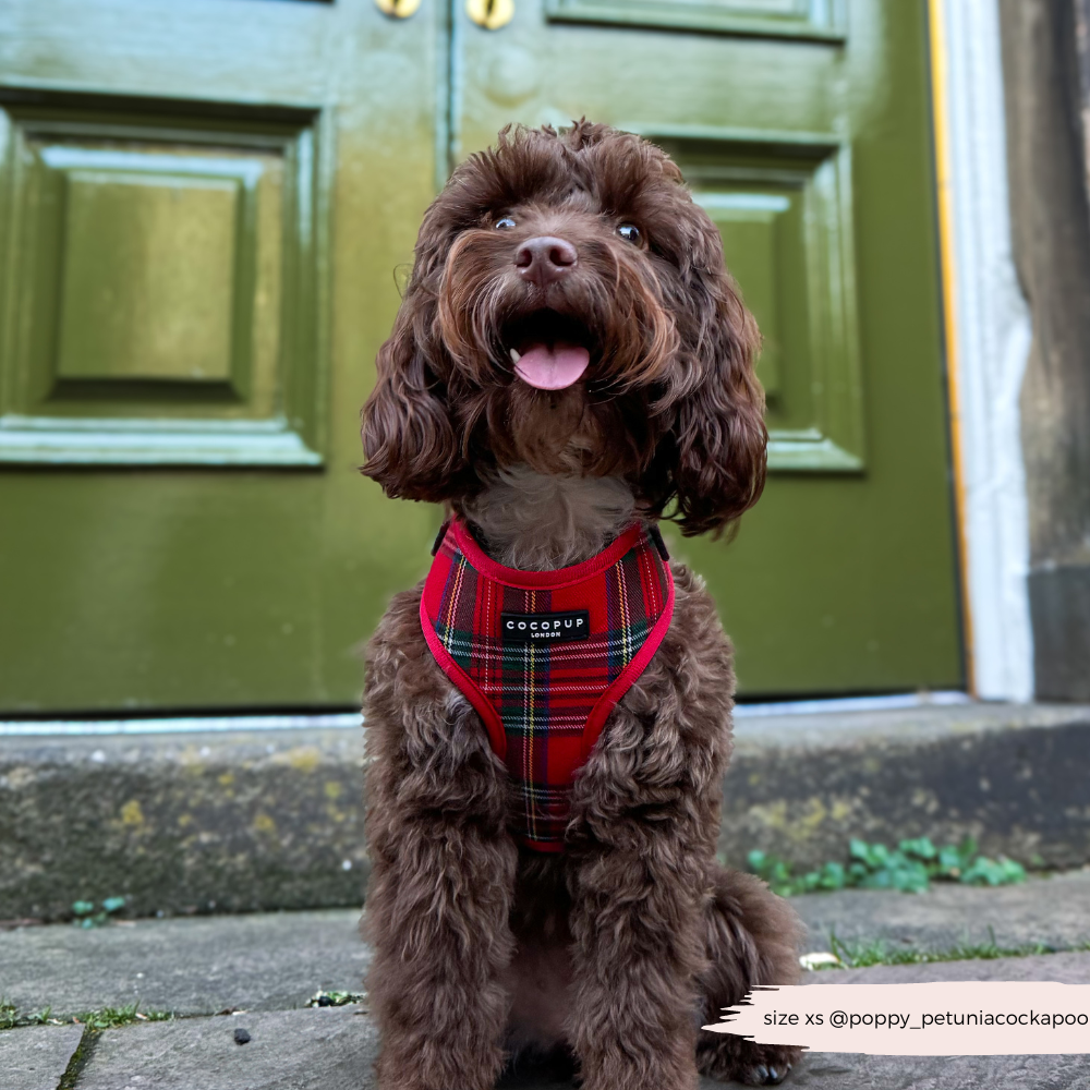 Cocopup London - Tartan Adjustable Neck HARNESS