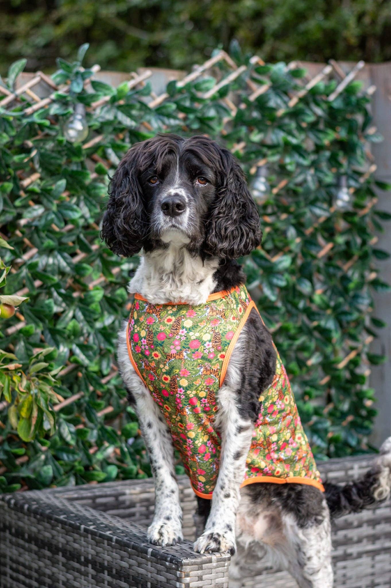 The Paw Print Boutique - The Tiger who came to TPPB Cooling Vest