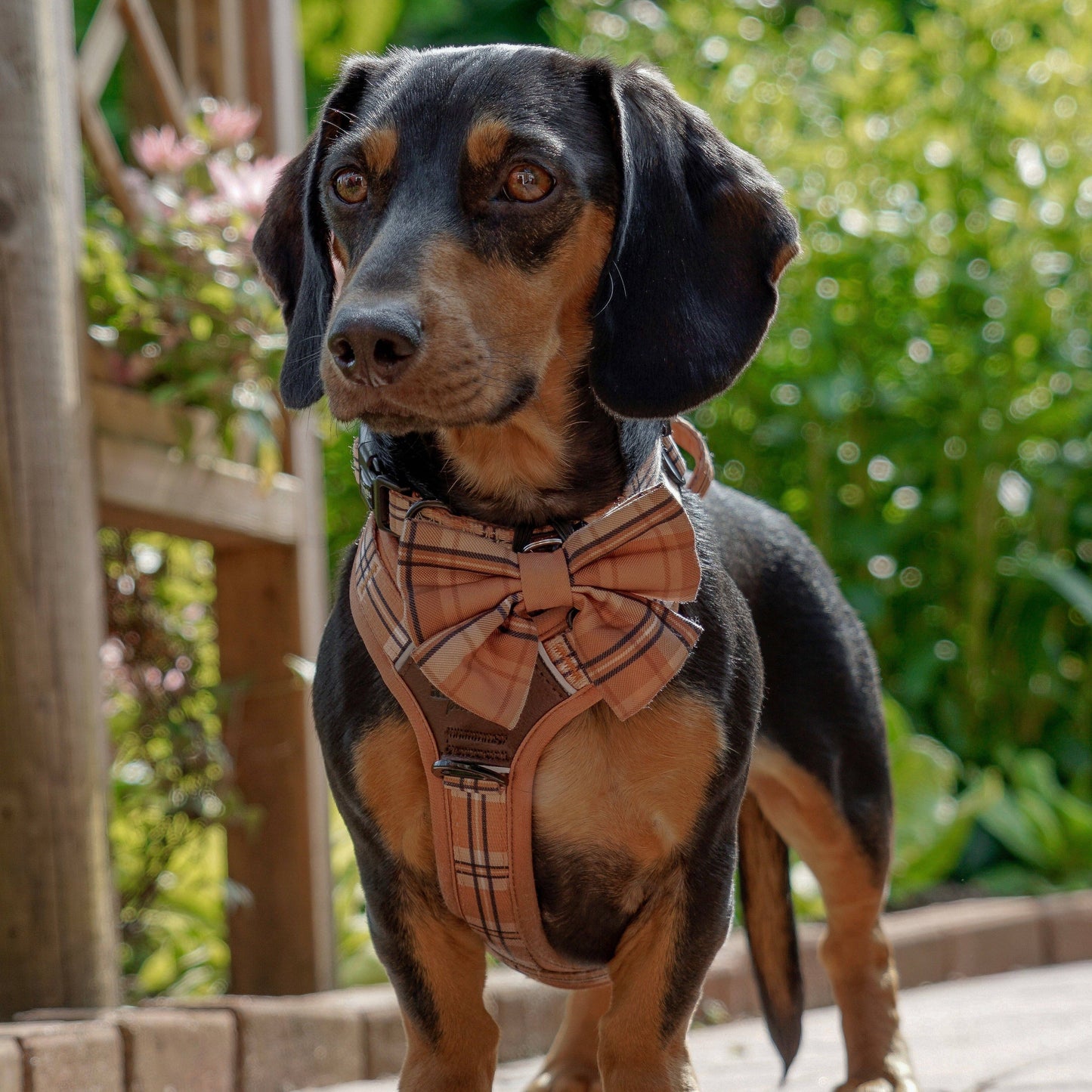 The aDoraBle Pooch Company - Dog Sailor Bow Tie - Heritage Butterscotch Biscuit