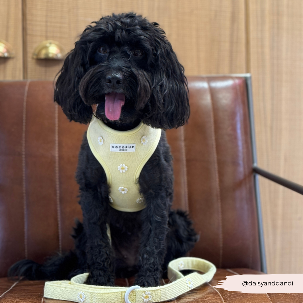 Cocopup London - Buttercup Pup Lead