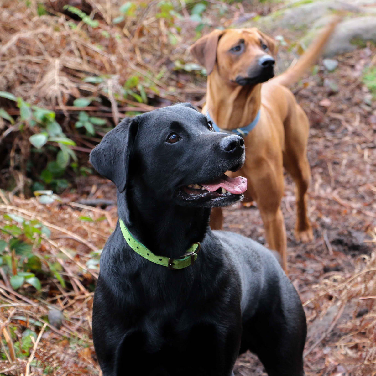 Ancol Pet Products Ltd - Timberwolf Leather Collar Green