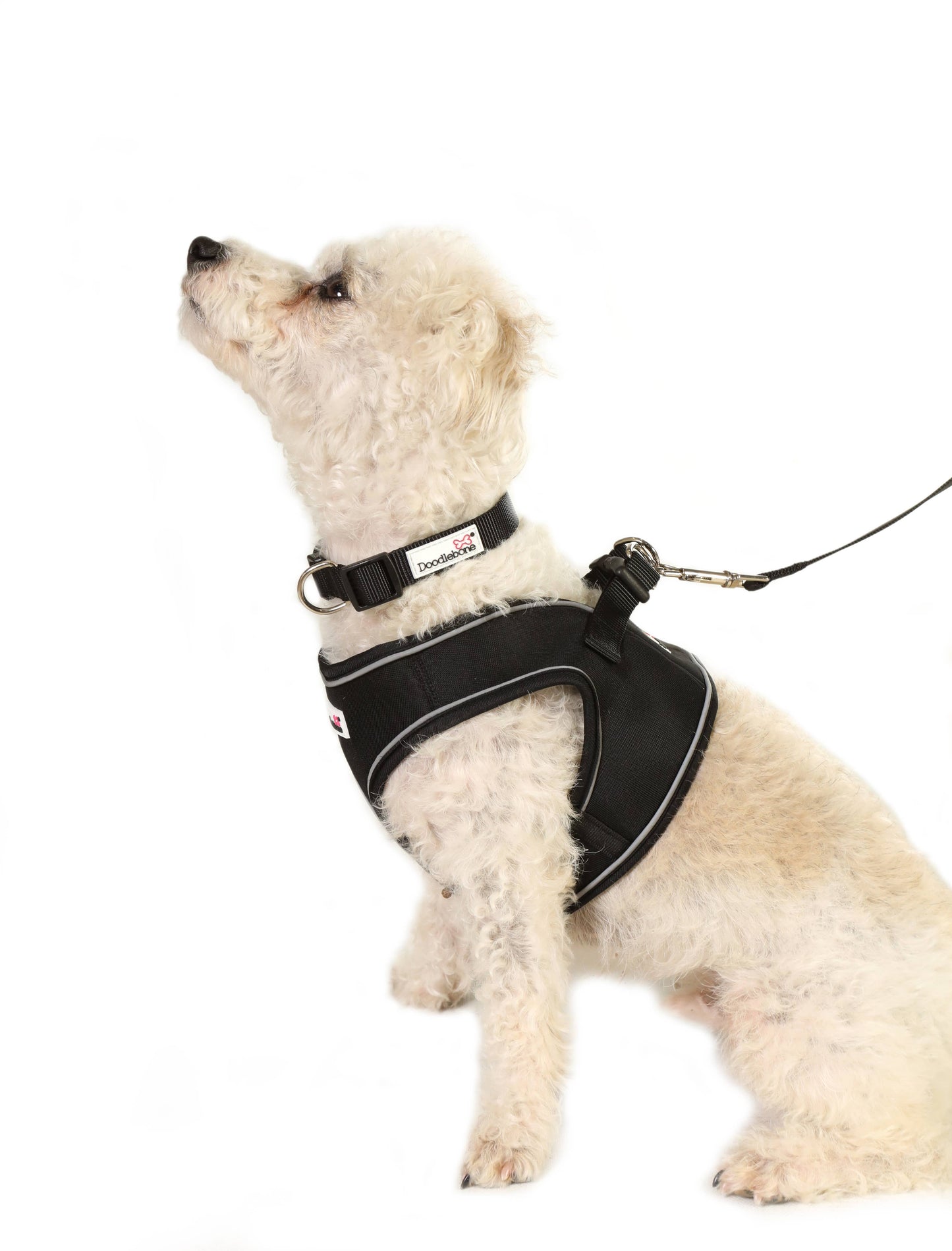 Doodlebone - Dog Collar