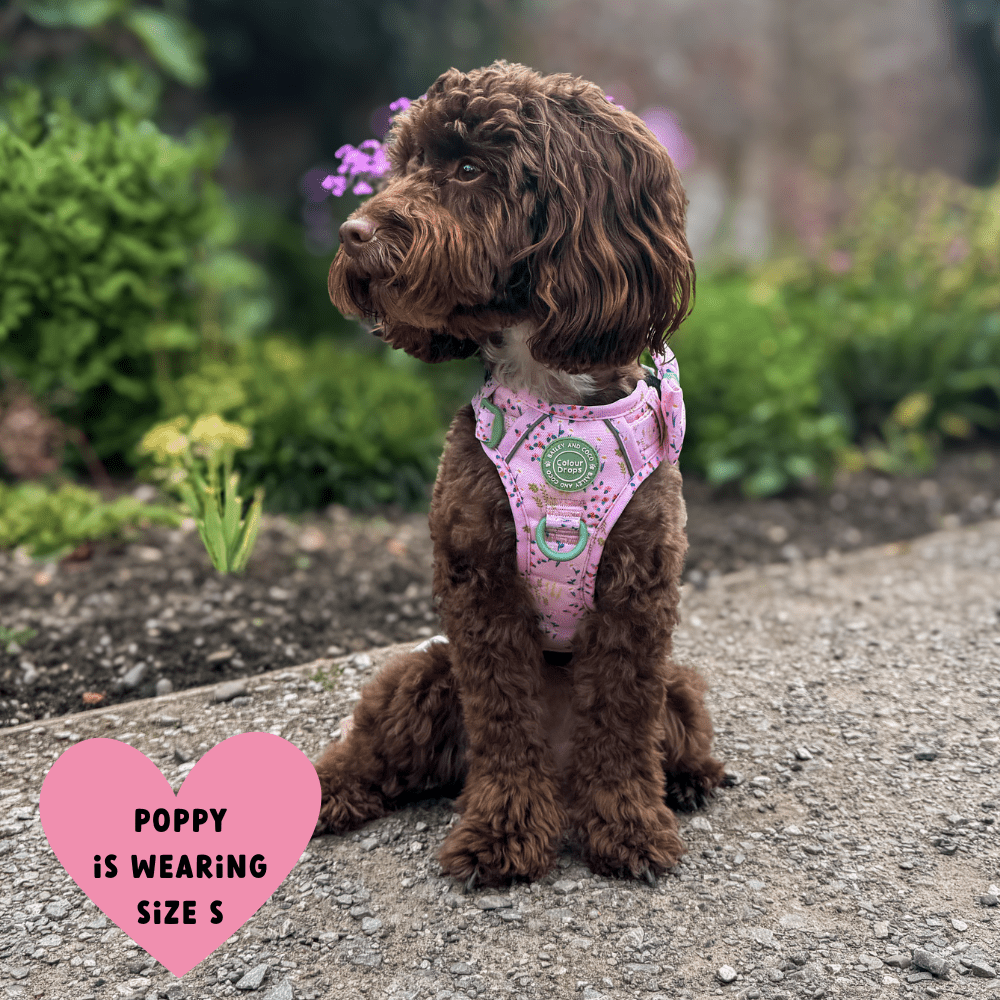 Bailey and Coco - Trail & Glow Dog Harness - COLOUR DROPS® - Pick Me