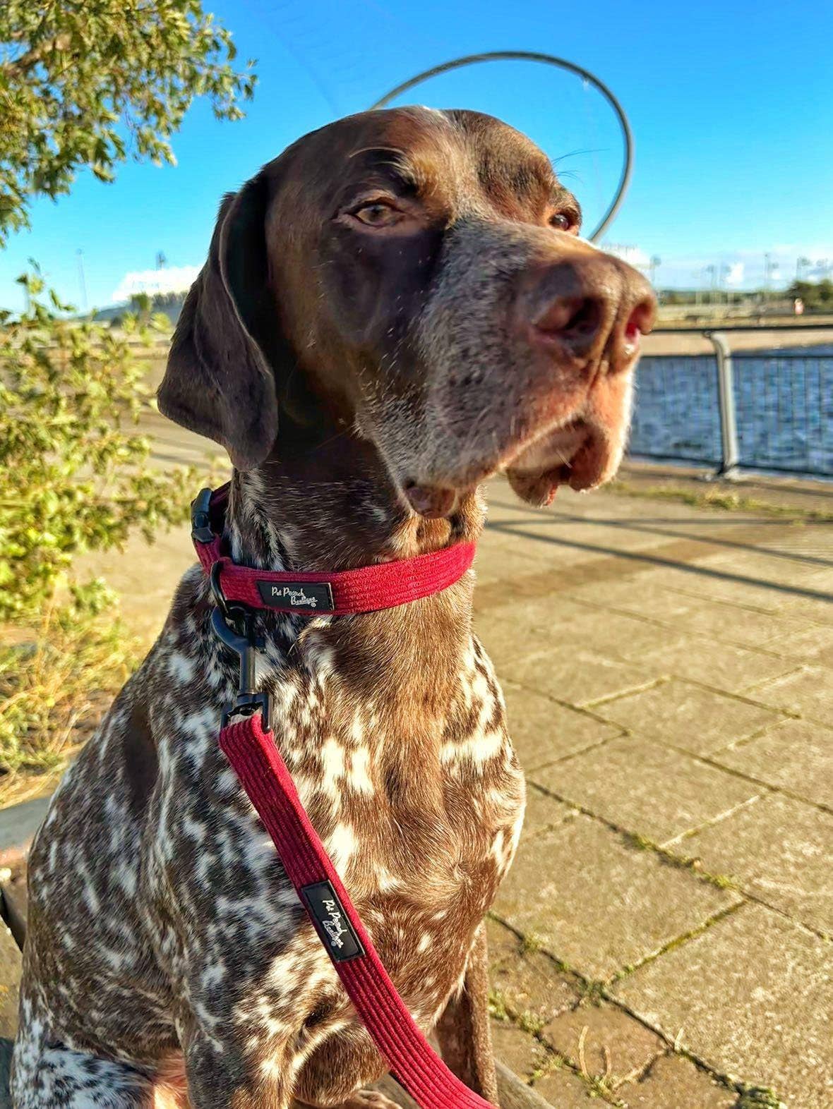 Pet Pooch Boutique - Burgundy Red Cord Collar